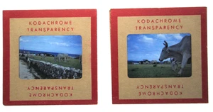 1950 Cows Grazing in Spain 35mm Slide Red Border Kodachrome - Picture 1 of 7