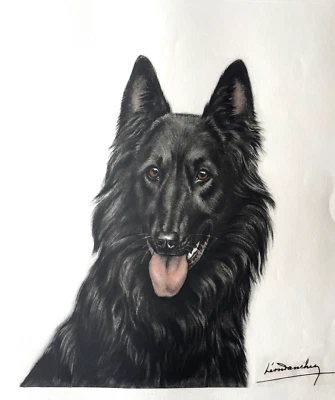 Gravure signée de Léon Danchin "Le chien" berger Malinois - Photo 1/3