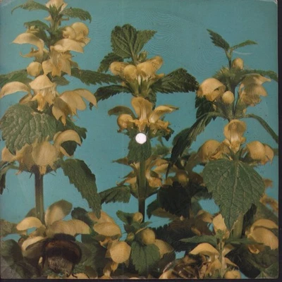 Eruption One Way Ticket 7" Vinyl Polen Tonpress 1979 Picture Flexi Disc R0918 - Bild 1 von 2