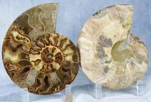 Großes Ammoniten Paar großer Kristall Hohlraum 110myo Dino Alter Fossil XXL 7,1" 4352bb - Bild 1 von 17