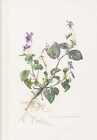 Wald-Veilchen - Alto Violette de Reichenbach Farbtafel De