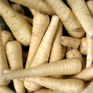 All American Parsnip Seeds - 150+ Seeds - Cold Hardy Parsnip Seeds - Garden Seed - Picture 1 of 2