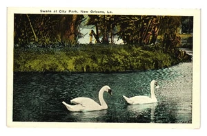 Swans At City Park New Orleans Vintage Postcard By CB Mason USA No 141 Birds - Picture 1 of 2
