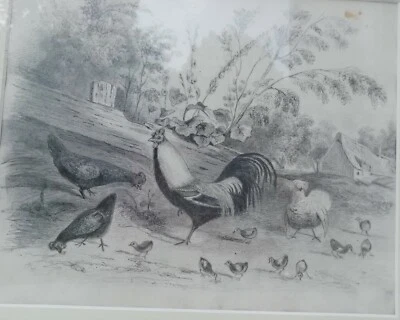 Dessin Ancien Original XIXème - scène campagnarde le coq et ses poules encadré - Photo 1/4