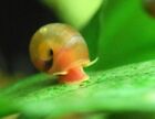 ??SALE??5 Red/Pink/Orange Ramshorn Snails Aquarium, Algae Eaters,Tropical