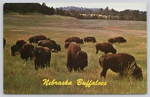 Postal Buffaloes Nebraska - Imagen 1 de 2