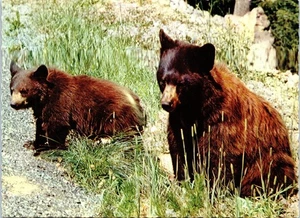 American Black Bear, Grand Teton National Park, Wyoming Postcard - Picture 1 of 2