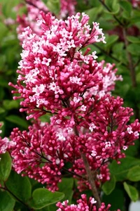 Zwergflieder Flieder Syringa 'Tinkerbelle'® Elfenflieder 60-80 cm im Container - Bild 1 von 1