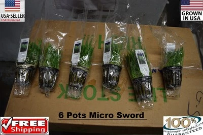 6 Pots of micro sword plants Easy Aquarium aquascaping planted tank low light