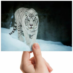 White Siberian Tiger Big Cat Small Photograph 6" x 4" Art Print Photo Gift #3729