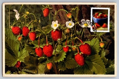 #5491 Fruits and Vegetables Strawberries FDC Maxi Card - Image 1 of 2