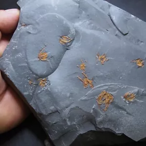 Estrella de mar Ophiura sp. 1,6 kg Fósil Marruecos Ordovícico - Imagen 1 de 9