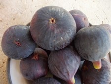 2 pieces FIG TREE PURPLE AUTUMN FIG Direct nursery