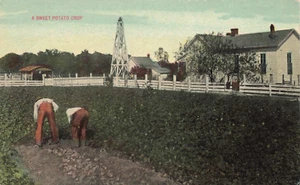 Postcard A Sweet Potato Crop Farm House Farmers - Picture 1 of 2