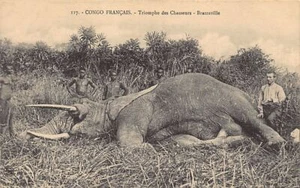 Congo Brazzaville - Elephant killed - Triumph of the hunters - Publ. Leray 117 - Picture 1 of 2