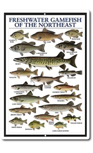 Tin Signs Vintage Style Fishing Art Freshwater GameFish Chart Cabin Picture - Picture 1 of 5