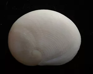 seashell Sinum maculata SELDOM OFFERED 32mm F - Picture 1 of 3