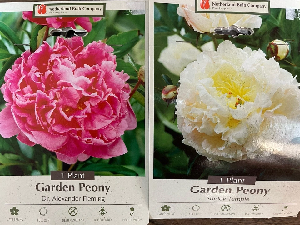 LOTE 2 Bombillas Peonía Peonía Dr Alexander Fleming Rosa Shirley Templo Blanco Foto 1 de 1