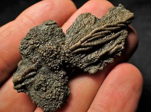 Fossil crinoid with partial 3D head (56 mm) Jurassic Coast Charmouth UK crystals - Picture 1 of 9