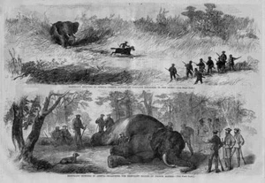 ELEPHANT HUNTING SPORT IN AFRICA 1867 MEASURING ELEPHANT KILLED BY PRINCE ALFRED - Picture 1 of 1