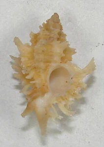 MUREX JUDITHAE 23,67 mm ESPÉCIMEN SUPER ELECCIÓN Panglao, Bohol, Filipinas - Imagen 1 de 2