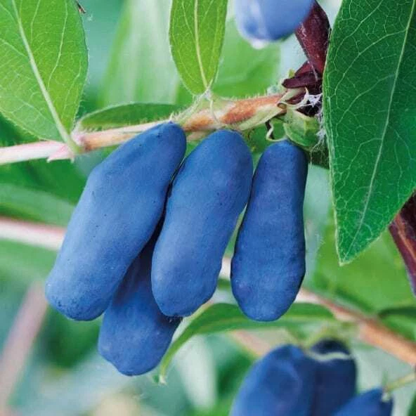 Bacche di Kamchatka Leningradskij Velikan 1L - Una varietà in rapida crescita - Immagine 1 di 1