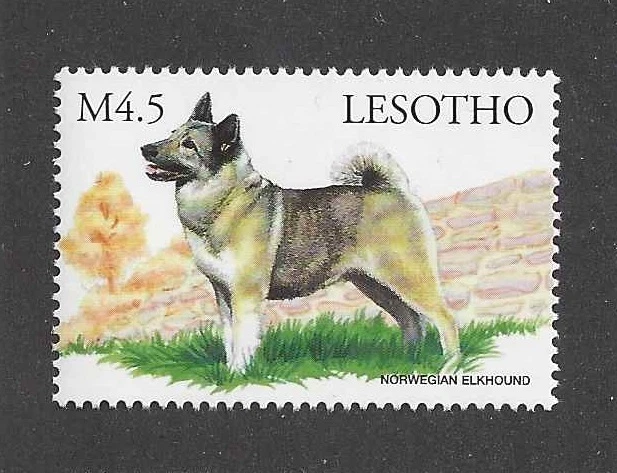 Почтовая марка с портретом собаки искусство боди кабинет норвежский элкхаунд Лесото Африка как новая без наклеек и следов - Изображение 1 из 1