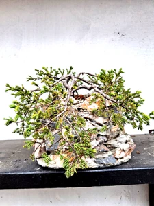 BONSAI CHINESISCHER WACHOLDER JUNIPERUS CHINENSIS OUTDOOR - Bild 1 von 7