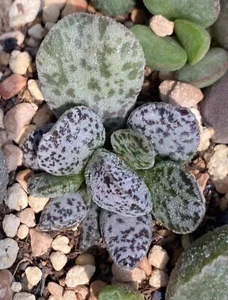 Adromischus marianiae ‘ bryan makin’ hybrid - Picture 1 of 1