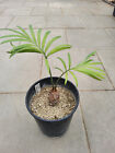 Cycas Seemannii   Palmfarn   Jungpfl Caudex Ca 4 Cm   Encephalartos   Zamia