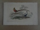Gravure XIX : oiseau FAISAN doré et FAISAN argenté