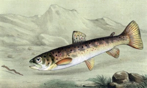 Estampe gravure lithographie illustration de poisson TRUITE SAUMONÉE ARC EN CIEL - Imagen 1 de 2