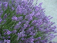 ORGANIC PERENNIAL FLOWER LAVENDER COMMON ENGLISH 400 SEEDS
