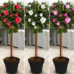 Azalea Japonica Tree | Trees for Small Gardens Border Patio Potted Plant | 2-3ft - Picture 1 of 34