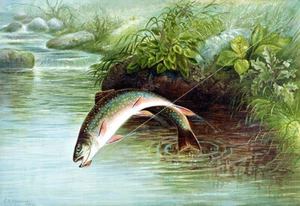 Leaping Brook Trout - 1874 - Game Fishes Of United States - Illustration Poster - Picture 1 of 1