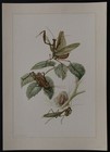 Planche insecte Mante Regilieuse Mantis 19x27cm  insect Insekt insetto 10