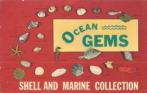 OCEAN GEMS - Keyed Shell & Marine Collection - Picture 1 of 2