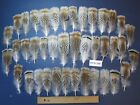 40 Stck. Truthahn Vorschwanzfedern, erstaunliche Federn, Fliegenbindungsmaterialien (#PTN-158)