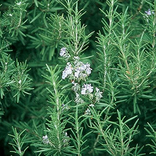 Organic Rosemary Herb Plant- 2 - bare rooted 6" Plant / Grown in USA - Image 1 of 1