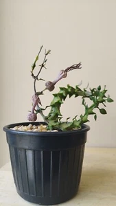 Ceropegia simonae + Free Phyto , ASCLEPIADACEAE , APOCYNACEAE - Picture 1 of 23