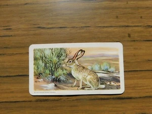 Brooke Bond US Issue 1960 Blue Back Animals of North America #18 Jackrabbit - Picture 1 of 2