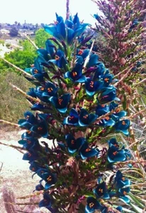 12 graines de TOUR DE SAPHIR (Puya alpestris) BROMELIAD T96 SAPPHIRE TOWER SEEDS - Picture 1 of 1