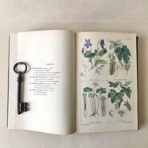 Antique 1867 Hand-Colored Botanical Illustrations Guide - Rare Victorian Plants - Picture 1 of 20
