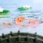 Koi Carp Cute Small Fish Ornaments DIY Ecological Bottle Landscaping