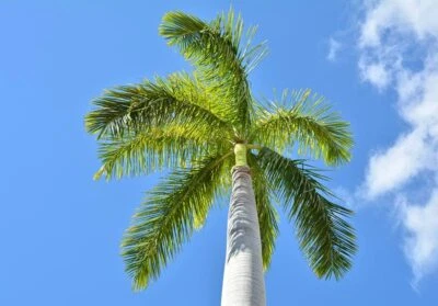 10 Royal Palm Tree Seeds for Planting Roystonea Regina - Image 1 of 4