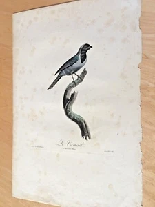Antique Pauline de Courcelles "Le Camail" Bird Engraving, 1805?     - Picture 1 of 6