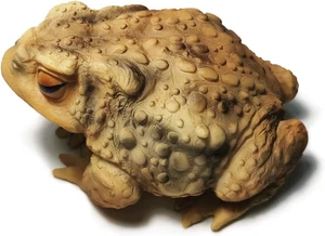 Sunthus Frosch Kröte Skulpturen Garten Statuen Hof Kunst Harz Deko Outdoor G - Bild 1 von 12