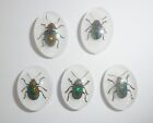 Insect Cabochon Shining Leaf Beetle Oval 18X25 Mm On White 80 Pieces Lot