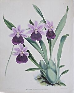 Warner,Orchid Album,Miltonia regnelli purpurea,1st Ed.large handc.Litho1882 #72