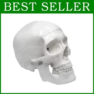 Réplica de calavera de plástico duradero - 3 piezas - Imagen 1 de 10